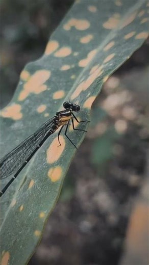 "Is damselfly ki khoobsurti ne dil jeet liya. 💛🖤" #dragonfly #naturephotography #damselfly #insectso