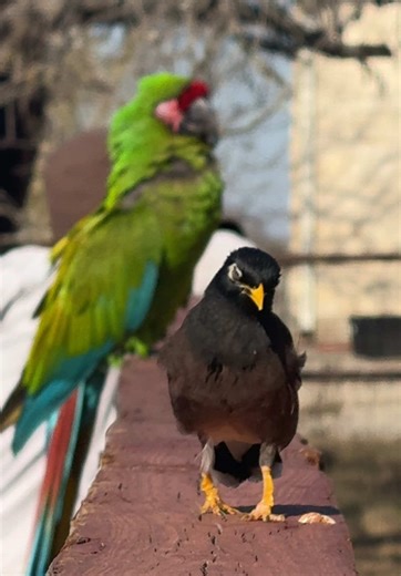 Look at her strutting her stuff! 🥰🥰. Shes a common mynah bird and honestly, her personality reminds me of Russell / a crow. #adorablebird #bird #birdsoftiktok #mynahbird