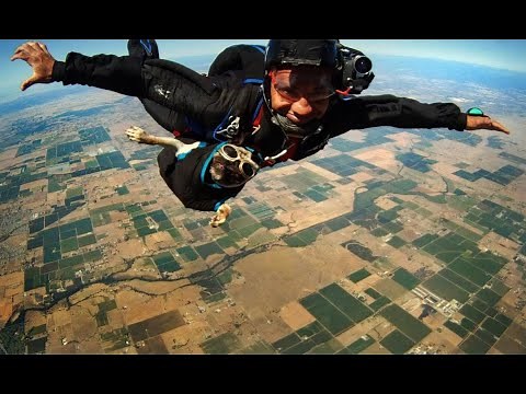 Watch Otis the Skydiving Pug take a jump!