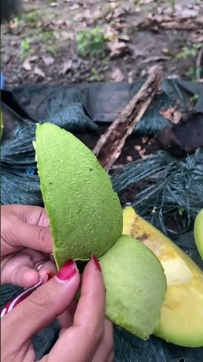 Split Avocado Fruit #avocado