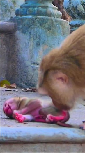 Life of Monkeys: Oh, the young mother monkey is amazed by her adorable newborn baby.