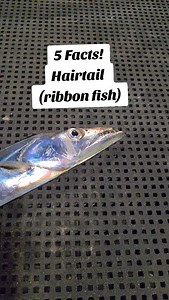 #goldcoast #fishing #hairtail #ribbonfish #fishtok | Reeloutfishing