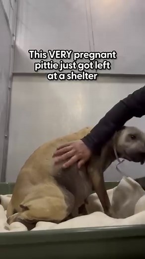 590K views · 10K reactions | She’s like the size of his hand!  (: Barn Sanctuary, IG: danmckerna) | The Dodo | Facebook