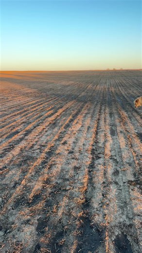 Healthy Oats: Growing Tips for Your Farm