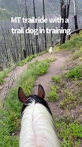 Sisu is 6 months old now. He is proving to be a great trail dog and loves his life. He has gone from an abandoned 5 week old puppy on the side of the highway to traveling fulltime with our herd. He pays close attention #puckthetraildog but he still needs help around hikers and other dogs. He either rides in the saddle or walks on a leash when those distractions are near. #traildog #rescuedog #dogtraining #montanalife #trailriding #trailhorse #lifeonthetrail | Scout's Trail