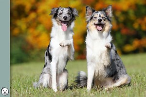 Merle-Locus | Coats and Colors