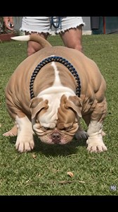 Beast mode #americanbulldog #dogs | MBA Studio