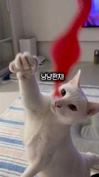다이소 천원템으로 고양이랑 신나게 놀기
