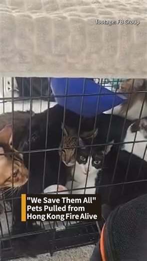 Amid the devastating Tai Po fire in Hong Kong, the flames have now been brought under control. Dozens of cats, dogs, and small animals were rescued from the scorched buildings, now waiting to be reunited with their owners. ❤️ In this tragedy, Hong Kong shows once again — no life is too small to be saved. #hongkong #firerescue #pets #animals #fyp | Phoenix TV English