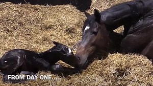 911K views · 10K reactions | The magic of foaling....This time last...