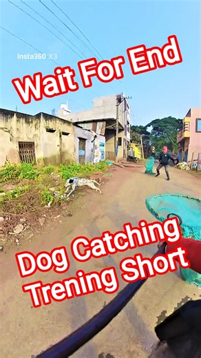 Street Dog Catch Training videos #dog #training #dogwithpublicsafety #ytviral #shorts