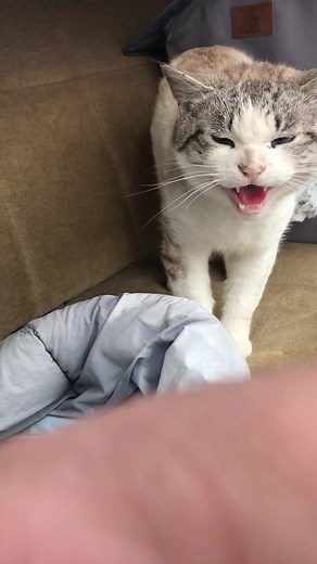 #scarfacetheshopcat#catsoftiktok#spicykitty