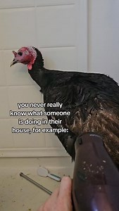 "What are you up to?" Oh just bathing my 40 lb turkey in my shower and giving him a blow out. 😮‍💨 #farmlife #homestead #turkey #homesteadlife #hobbyfarm | The Hearth and Herd Microfarm LLC