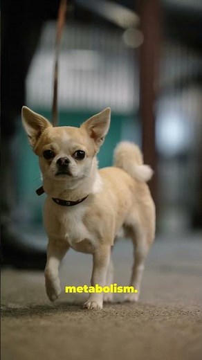 10 Dog Facts That’ll Blow Your Mind!