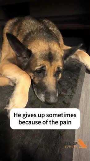 It's sad to see your senior dog comes follow you up the stairs but now he can't