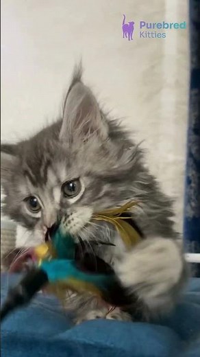 Meet Solana: The Black Silver Marble Maine Coon Kitten 🐾 Gentle & Elegant! #MaineCoon