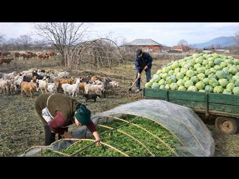 Relaxing Azerbaijan Countryside Living 🌿 | Traditional Cabbage Dinner