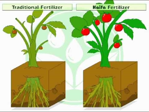 Foliar Feeding - how does it work?