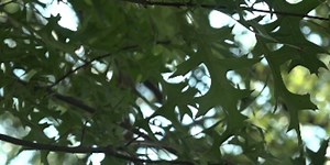 University of Missouri offers free oak tree testing for Oak Wilt and Bacterial Leaf Scorch