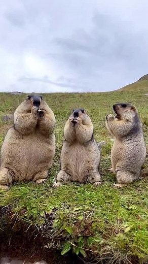 Cute 😍 #marmot #cute #pet #animals #fyp