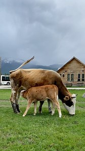 Both the mother cow and her calf were so focused on eating that they didn't have time for anything else. This is an amusingly common scene in Altay, Xinjiang. #EcoCivilization #Nature #Adorable #Xinjiang #ChinaTravel | China Plus Culture
