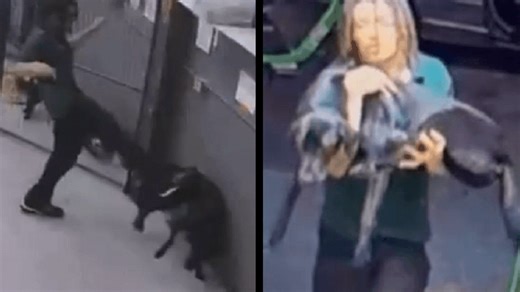 Seattle kennel employee charged with animal cruelty after allegedly kicking dog to death