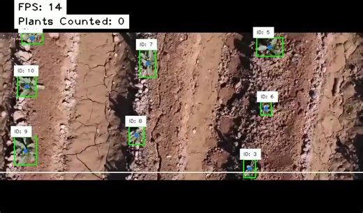 AI Plant Counting from Drone Footage with YOLO | YOLOvX posted on the topic | LinkedIn