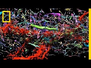 A beautiful, synapse-by-synapse tour of a brain