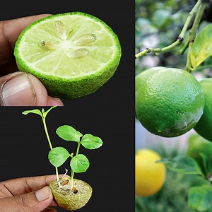 64K views · 2.7K reactions | How to grow a lemon tree from seeds, grow Lemon tree from seeds with update | Ashik Muztaba | Facebook
