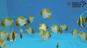 66 reactions · 4 comments | The Pyramid Butterfly - Yellow,...