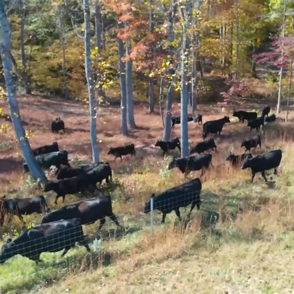 We Let the Cows Out!! Range Ward | Stoney Ridge Farmer