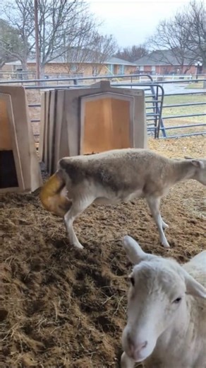 2.8K views · 17 reactions | The secret behind rapid and optimal sexual maturity in sheep lies in providing a balanced and high-quality diet that allows the animal to reach the critical weight appropriate for its breed, while also taking into account the environmental and seasonal factors that govern its reproductive activity. | Mohamed Jami El | Facebook