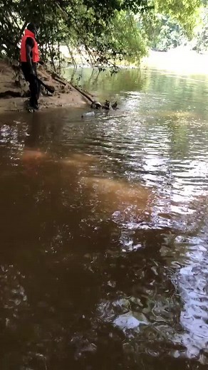 #Python #snake #Gabon #Djolé