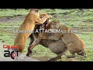 Lionesses Fight Off Intruder Male Lion ⚡🦁 RAW & REAL CITA