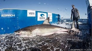 12.5 foot Great White shark ‘Hilton’ pings near Myrtle Beach