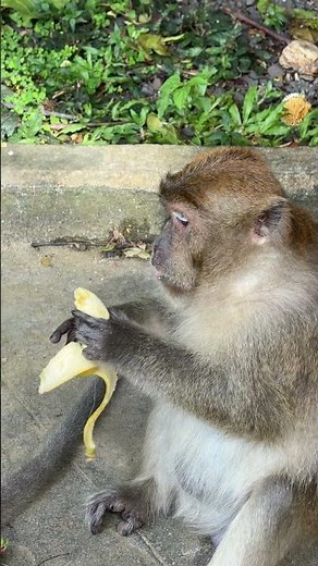 Monkey Eating Banana 🍌 monkey, zoo, monkey at zoo, funny monkey, cute monkey, wildlife, animals