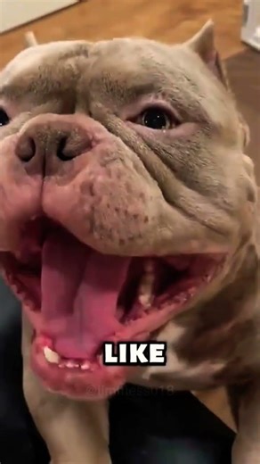 American Bully Pros and Cons (Honest Review) 🐶🔥