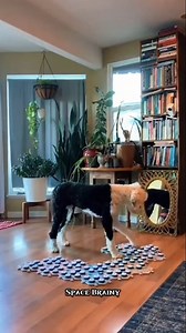 342 reactions | The dog that can speak human language. #science #sciencefacts #reelsinstagram #reelitfeelit #facts #animal #new #viral #trending #letest | Space Brainy | Facebook