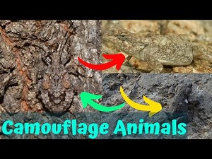 16 Animals Camouflage Techniques in Nature | Invisible Animals | Animals Camouflage
