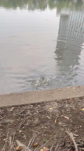 36K views · 152 reactions | Błyskawiczny atak ryby na bułkę | Lucio ŁOWCA | Facebook