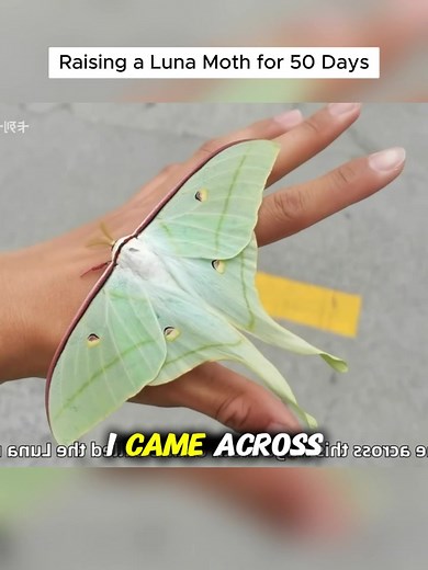 Raising Luna Moth Caterpillars: From Larva to Winged Beauty