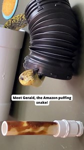 “Hiss” you were here to see Gerald the Amazon puffing snake exploring his new enrichment wall! Check out this video to see his adventure. With its different textures and exploring options, this wall provides an enriching experience for snakes like Gerald. He can decide how he wants to spend his time – climbing, “tunneling” in a pipe, touching some of the odd textures, or just peeking at his animal care team! This is the first version thought up by Herps & Aquatics keeper Kaitlyn – and we’re exci