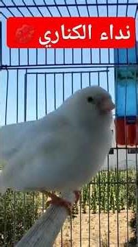 نداء انثى الكناري #birdmusic #تغريد_الكناري #birds #birdsounds #تغريد #صوت_الطيور #طيور