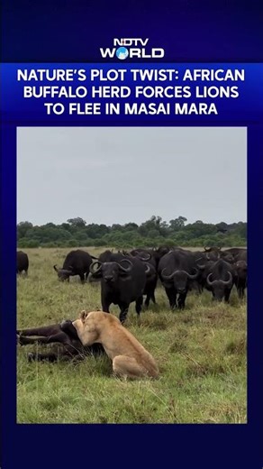 Nature’s Plot Twist: African Buffalo Herd Chases Away Lions In Masai Mara