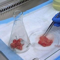 Video: Isolation of Cellular Lipid Droplets: Two Purification Techniques Starting from Yeast Cells and Human Placentas