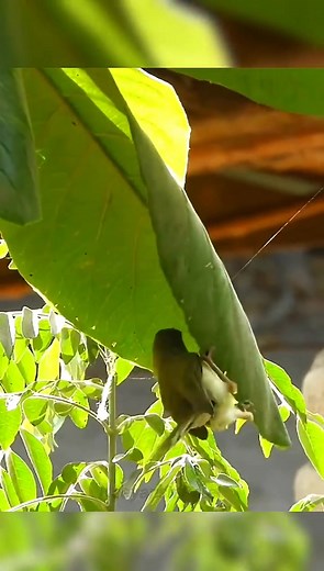 144K views · 2.4K reactions | This Bird  Sews Leaves | Wild Duniya | Facebook