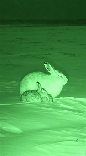 Arctic Fox Hunt Hare Mother Protects Her Babies