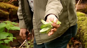 1.8K views · 19 reactions | A retired Navy veteran provides an introduction to foraging for wild edibles in Pocahontas County.  FULL STORY: https://bit.ly/3oy8y6C | WCHS Eyewitness News | Facebook