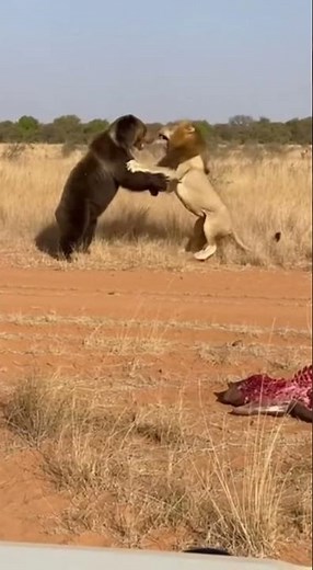 Lion vs Bear 😱🐻🐯 | The Final Strike That Sends the Lion Flying