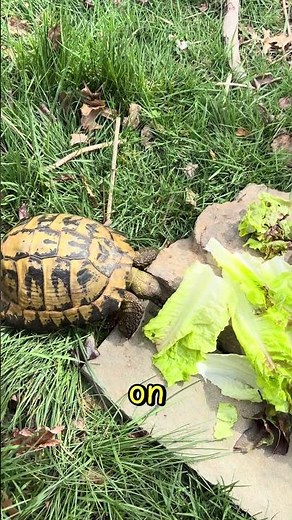 New male Greek tortoise from Christina’s Reptile and Animal sanctuary. Meet Thunder! #greektortoise
